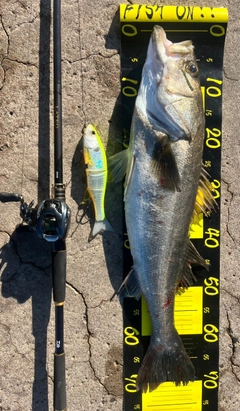 シーバスの釣果