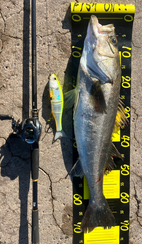 シーバスの釣果