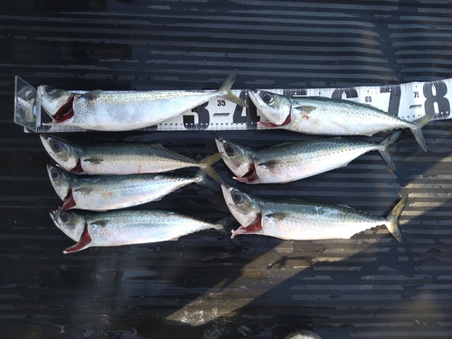 サバの釣果