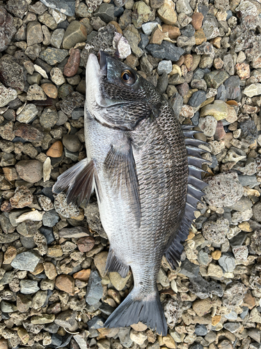 クロダイの釣果