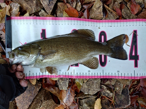 スモールマウスバスの釣果