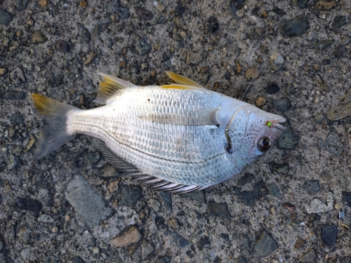 ヘダイの釣果