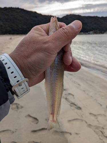 キスの釣果