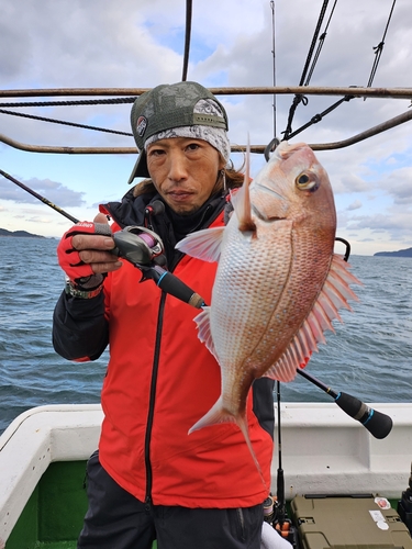 マダイの釣果