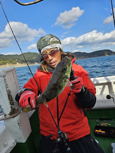 シロサバフグの釣果