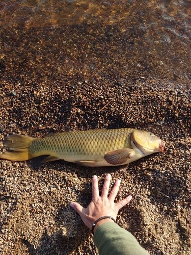 コイの釣果