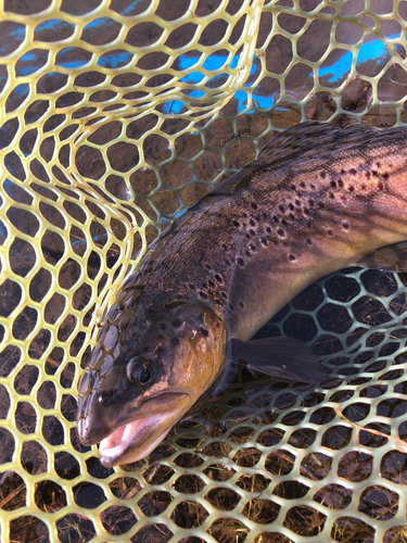 ブラウントラウトの釣果