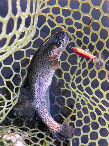 ニジマスの釣果