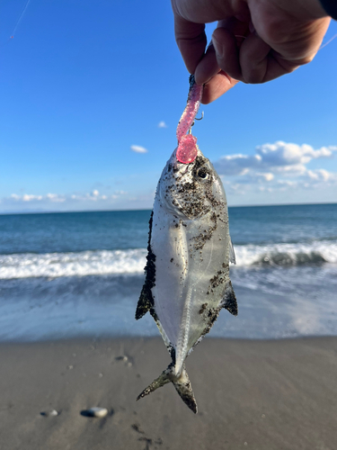 メッキの釣果