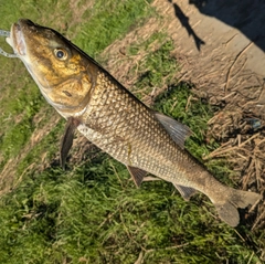 ニゴイの釣果