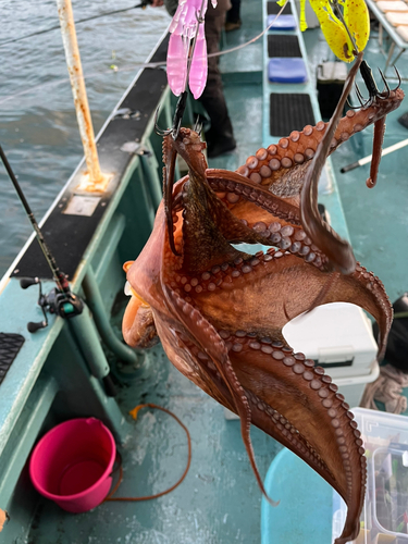 マダコの釣果