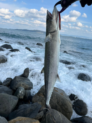 サゴシの釣果