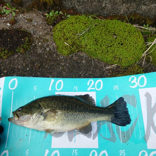 ブラックバスの釣果