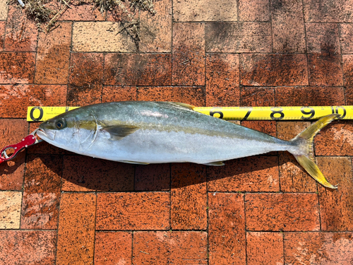 ヒラマサの釣果