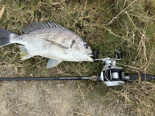 キビレの釣果