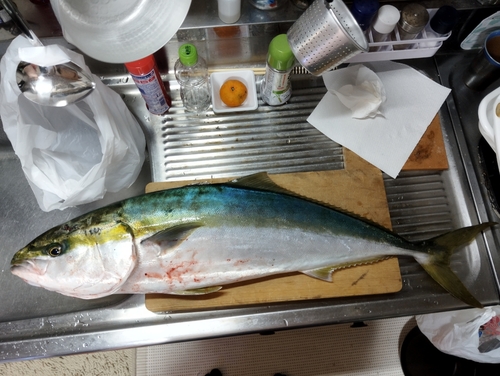 ヒラマサの釣果