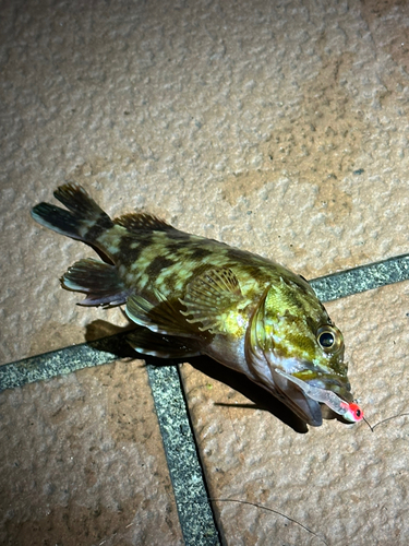 メバルの釣果