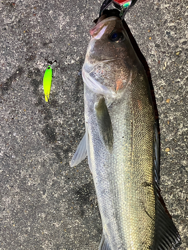 シーバスの釣果