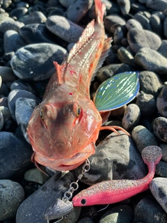 ホウボウの釣果