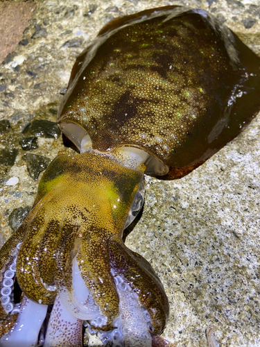 アオリイカの釣果