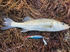 セイゴ（マルスズキ）の釣果