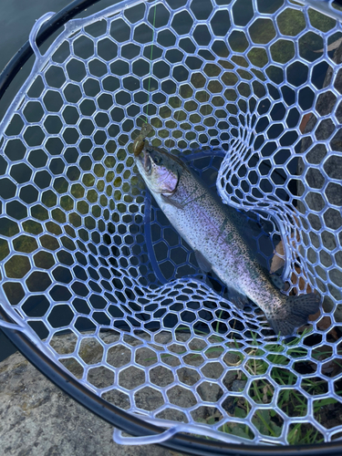 レインボートラウトの釣果