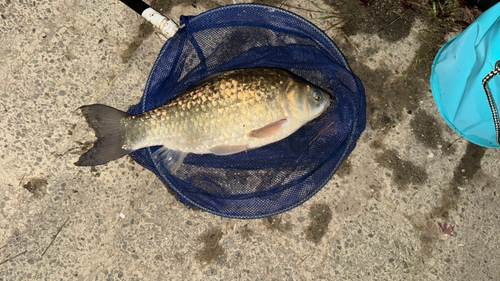 ヘラブナの釣果