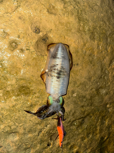 シルイチャーの釣果