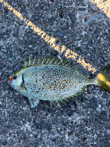 アイゴの釣果