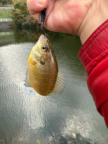 ブルーギルの釣果