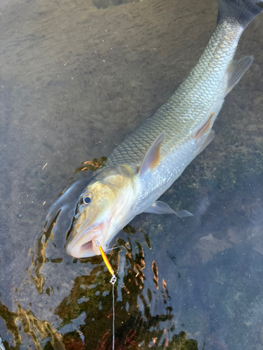 ニゴイの釣果