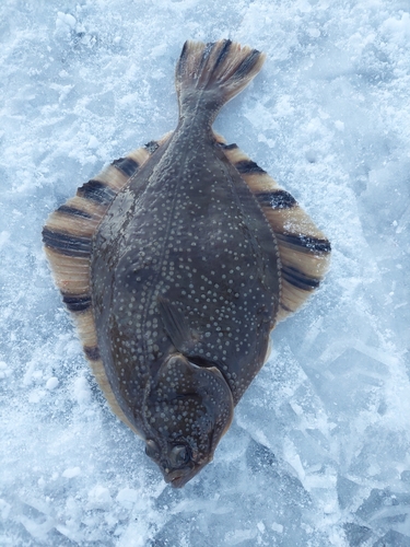 カワガレイの釣果