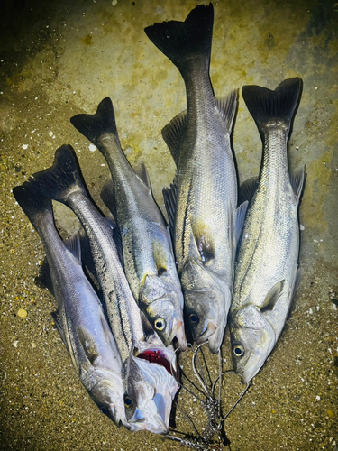 シーバスの釣果