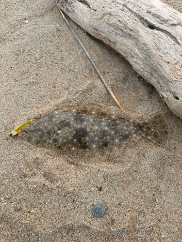 ヒラメの釣果