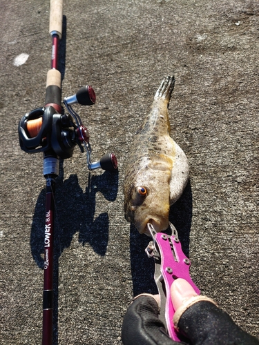 ヒガンフグの釣果