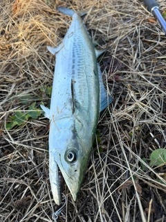 サゴシの釣果