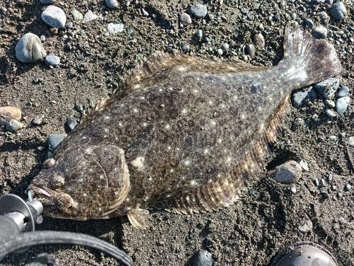 ヒラメの釣果