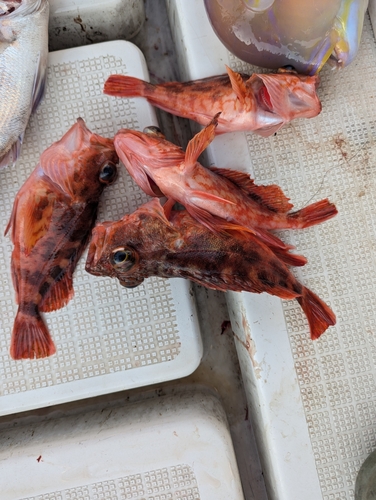 アラカブの釣果