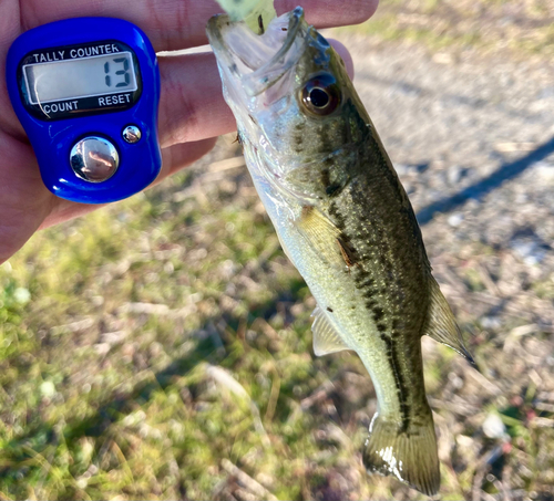 ラージマウスバスの釣果