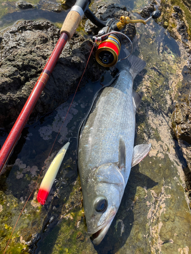 ヒラスズキの釣果