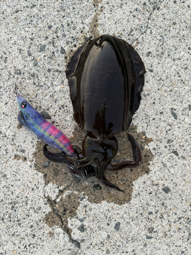 アオリイカの釣果