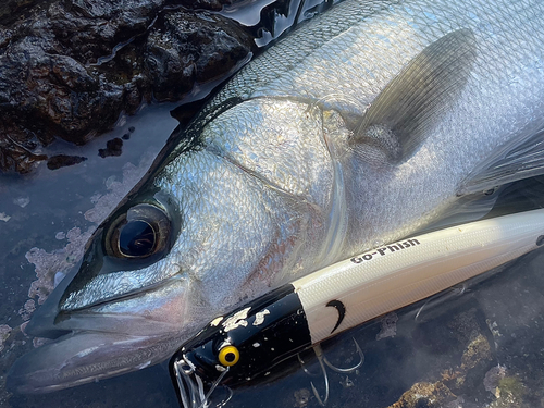 ヒラスズキの釣果