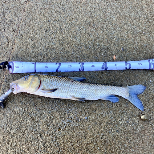 ニゴイの釣果