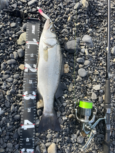 ヒラスズキの釣果