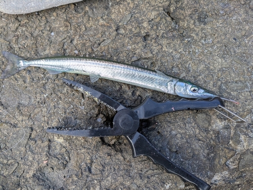 サヨリの釣果