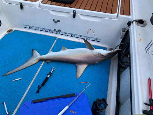 ハンマーヘッドシャークの釣果