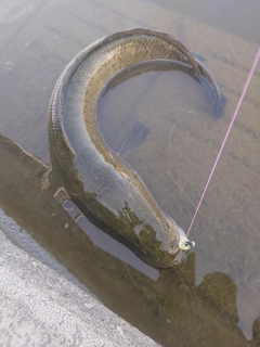 ライギョの釣果