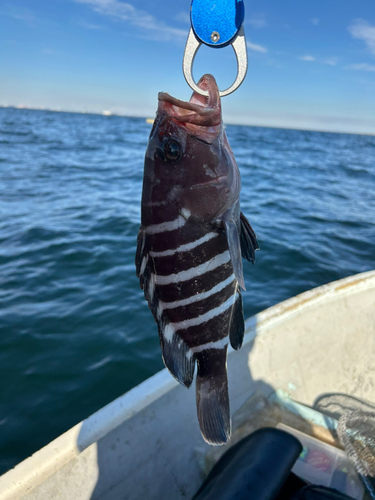 マハタの釣果