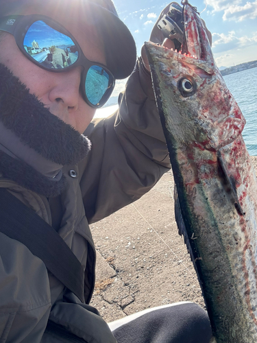 サゴシの釣果