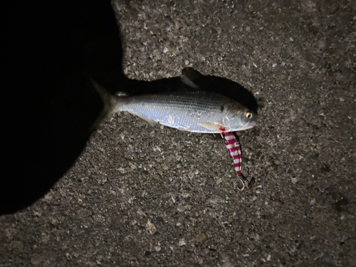 コノシロの釣果